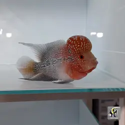 ماهی فلاور هورن درجه یک کد ۱