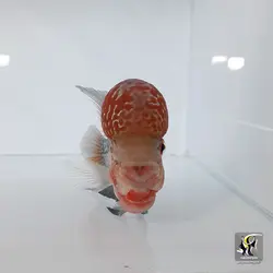 ماهی فلاور هورن درجه یک کد ۱