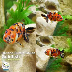 ماهی گلدفیش رانچو بوفالو کالیکو