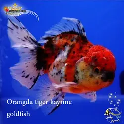 ماهی گلدفیش اوراندا تایگر کایرین