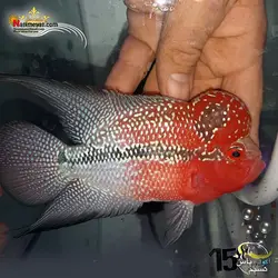ماهی فلاور هورن درجه یک کد ۱۵
