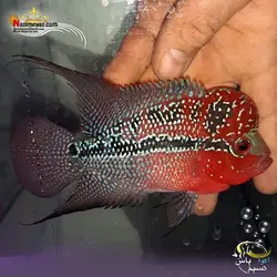 ماهی فلاور هورن درجه یک کد ۱۱