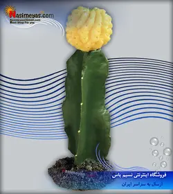 گیاه مصنوعی تراریوم مدل دیزرت ۱ فرپلاست