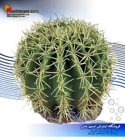 گیاه مصنوعی تراریوم مدل دیزرت ۱۱ فرپلاست