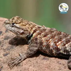 لامپ همه کاره نور ، یو وی و گرما تراریوم صحرایی جی بی ال