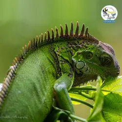 لامپ همه کاره نور ، یو وی و گرما تراریوم معتدل جی بی ال