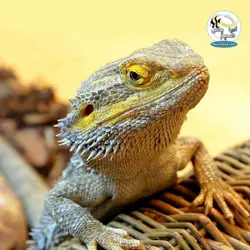 لامپ یو وی دار رپتایل دیزرت تراریوم صحرایی جی بی ال