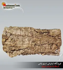 تنه زیبای درخت برای تراریوم جی بی ال