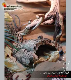 تنه زیبای درخت برای تراریوم جی بی ال