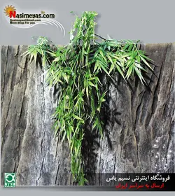 گیاه مصنوعی آویز ماداگ تراریوم جی بی ال