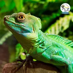 لامپ قوی یو وی اسپوت پلاس تراریوم و خزندگان جی بی ال