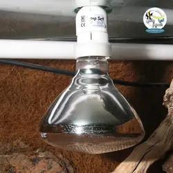 لامپ قوی یو وی اسپوت پلاس تراریوم و خزندگان جی بی ال