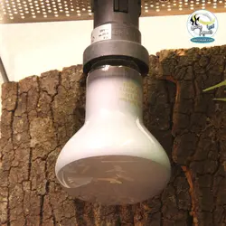 لامپ رپتایل اسپوت نور و گرمای تراریوم جی بی ال