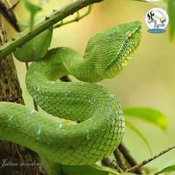 لامپ رپتایل اسپوت نور و گرمای تراریوم جی بی ال