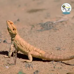 مهتابی T8 تراریوم خشک و حیوانات صحرایی جی بی ال