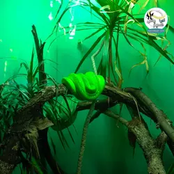 مهتابی T8 سولار رپتایل جنگل خزندگان و تراریوم جی بی ال