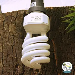 لامپ یو وی دار تراریوم معتدل رپتایل جنگل جی بی ال