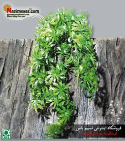 گیاه مصنوعی آویز کانابیس تراریوم جی بی ال