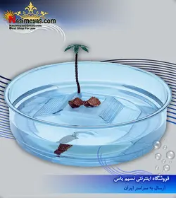 مینی تراریوم متوسط اوآسی لاک پشت فرپلاست