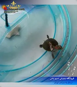 مینی تراریوم متوسط اوآسی لاک پشت فرپلاست