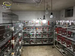 نور ال ای دی مخصوص پرندگان زینتی آتلانتیک