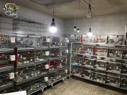نور ال ای دی مخصوص پرندگان زینتی آتلانتیک