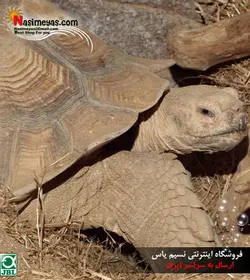 مولتی ویتامین ویژه لاک پشت های تراریوم جی بی ال