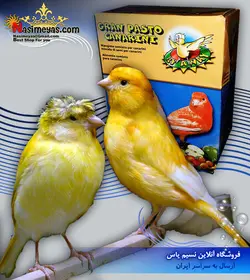 غذای کامل قناری با میوه ۵۰۰ گرم فلای ایوی کروچی
