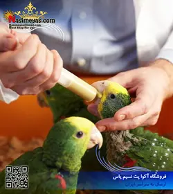 سرلاک نوزاد طوطی ۱ کیلویی پادوان