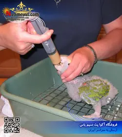 سرلاک نوزاد طوطی ۱ کیلویی پادوان