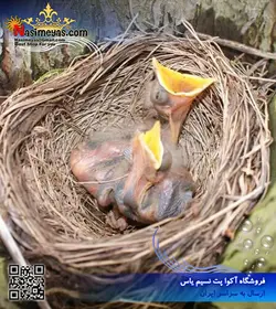 سرلاک نوزاد پرندگان دانه خوار پادوان