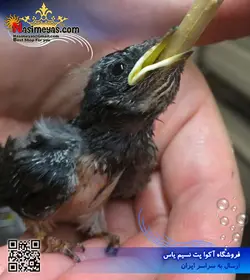 سرلاک نوزاد پرندگان دانه خوار پادوان