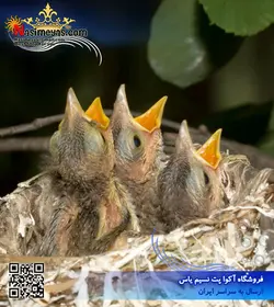 سرلاک نوزاد پرندگان دانه خوار پادوان