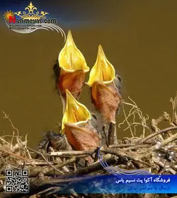 سرلاک نوزاد پرندگان دانه خوار پادوان