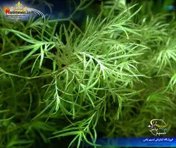 گیاه ناجاس پلنت کد ۶۱۳