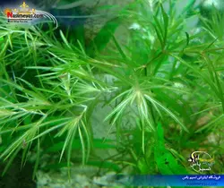 گیاه ناجاس پلنت کد ۶۱۳