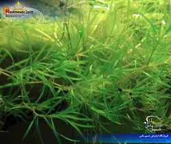 گیاه ناجاس پلنت کد ۶۱۳