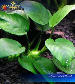 گیاه آنوبیاس بارتری پلنت