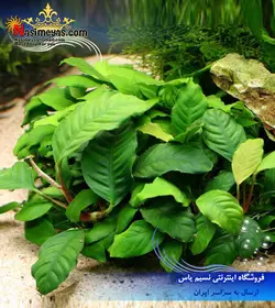 گیاه آنوبیاس بارتری پلنت