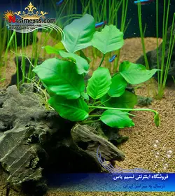گیاه آنوبیاس بارتری پلنت