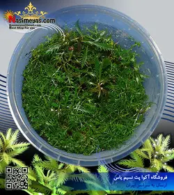 گیاه پالوستریس کوبا پلنت کد ۶۰۱