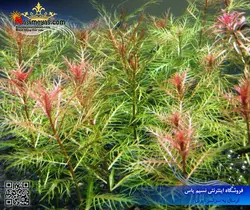 گیاه پالوستریس کوبا پلنت کد ۶۰۱