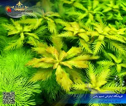گیاه پالوستریس کوبا پلنت کد ۶۰۱