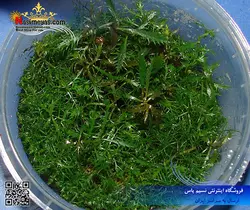 گیاه پالوستریس کوبا پلنت کد ۶۰۱