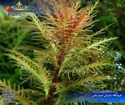 گیاه پالوستریس کوبا پلنت کد ۶۰۱