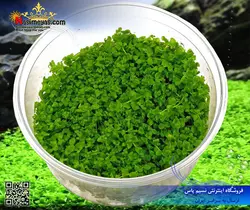 گیاه میکرانتموم پلنت کد ۶۰۶