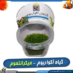 گیاه میکرانتموم پلنت کد ۶۰۶