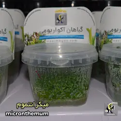 گیاه میکرانتموم پلنت کد ۶۰۶