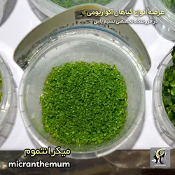 گیاه میکرانتموم پلنت کد ۶۰۶