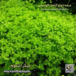گیاه میکرانتموم پلنت کد ۶۰۶